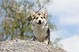 CORGI PEMBROKE 469